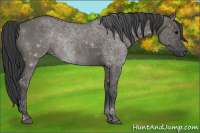Horse Color:Grullo