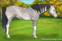 Horse Color:Grullo Ice Onyx Sabino Splash 