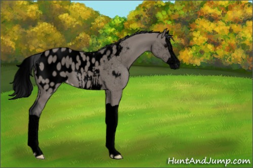 Horse Color:Void Grullo Splash Appaloosa 