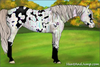 Horse Color:Silver Grullo Ice Sabino Splash Appaloosa 