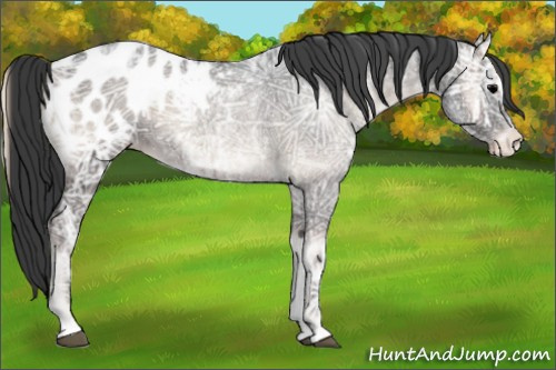 Horse Color:Blue Onyx Ice Sabino Appaloosa 