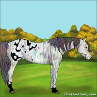 Horse Color:Nacre Black Ice Sabino Splash Appaloosa 
