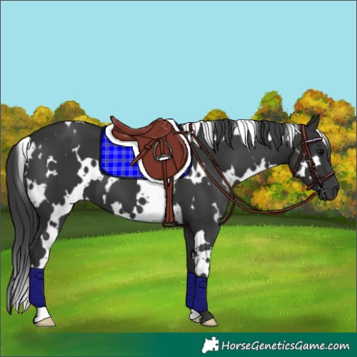 Horse Color:White Spotted Black