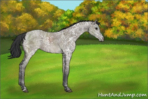 Horse Color:Grullo Ice 