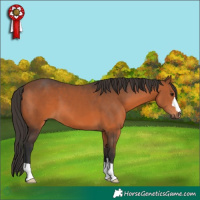 Horse Color:Bay 