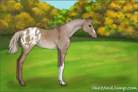 Horse Color:Chocolate Silver Grullo Appaloosa Rabicano 