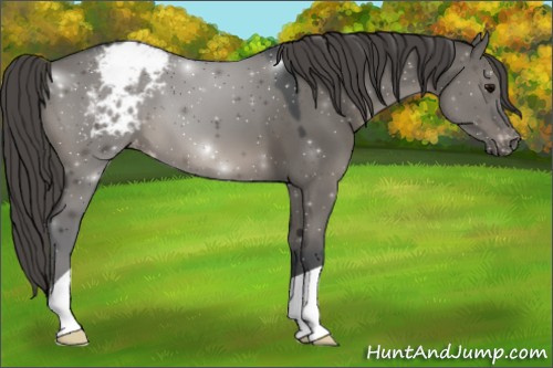 Horse Color:Grullo Appaloosa