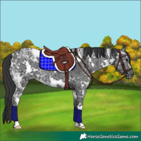 Horse Color:White Spotted Black Ice Rabicano 
