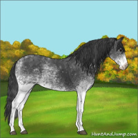 Horse Color:White Spotted Black 