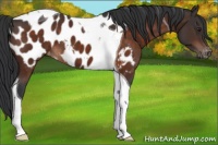 Horse Color:Brown Tobiano Near Leopard 