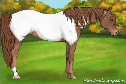 Horse Color:Chestnut Appaloosa 