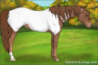 Horse Color:Chestnut Appaloosa 