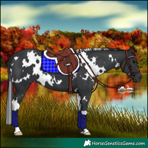 Horse Color:White Spotted Black 