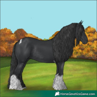 Horse Color:Black Tobiano Rabicano 