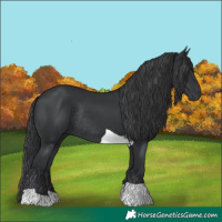 Horse Color:Black Tobiano Rabicano