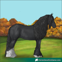 Horse Color:Black Tobiano Rabicano 