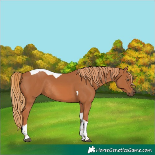 Horse Color:Chestnut Tobiano Rabicano 