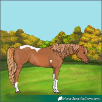 Horse Color:Chestnut Tobiano Rabicano 