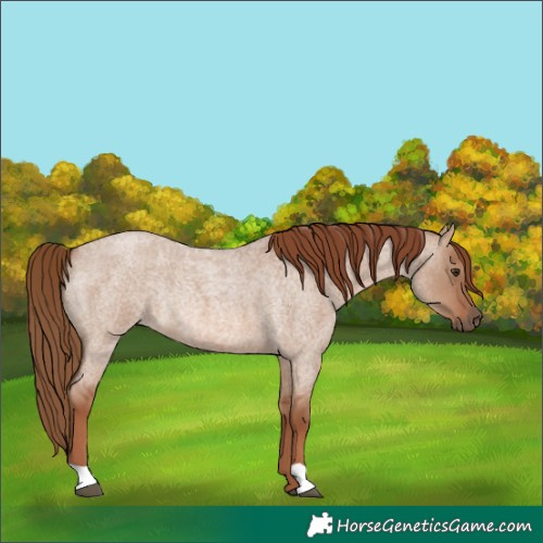 Horse Color:Red Dun Roan Rabicano 