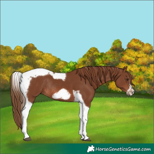 Horse Color:Chestnut Tobiano Frame Rabicano