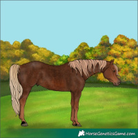 Horse Color:Void Red Roan 