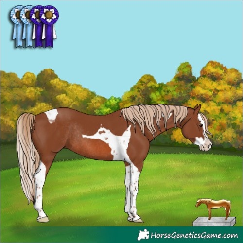 Horse Color:Chestnut Splash Tobiano Rabicano 