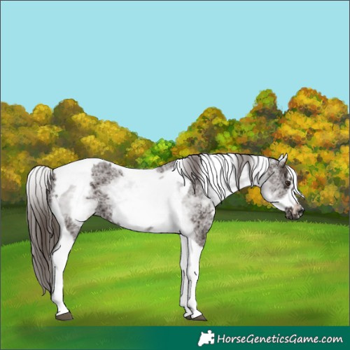 Horse Color:White Spotted Liver Chestnut Tobiano Frame 