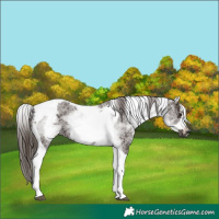 Horse Color:White Spotted Liver Chestnut Tobiano Frame 