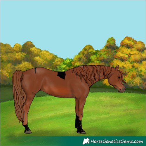 Horse Color:Void Chestnut Tobiano 