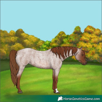 Horse Color:Red Roan 