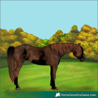 Horse Color:Void White Spotted Red Roan Frame 
