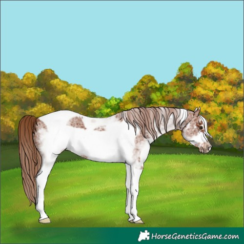 Horse Color:White Spotted Chestnut Tobiano Frame Rabicano 