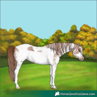 Horse Color:White Spotted Chestnut Tobiano Frame Rabicano 