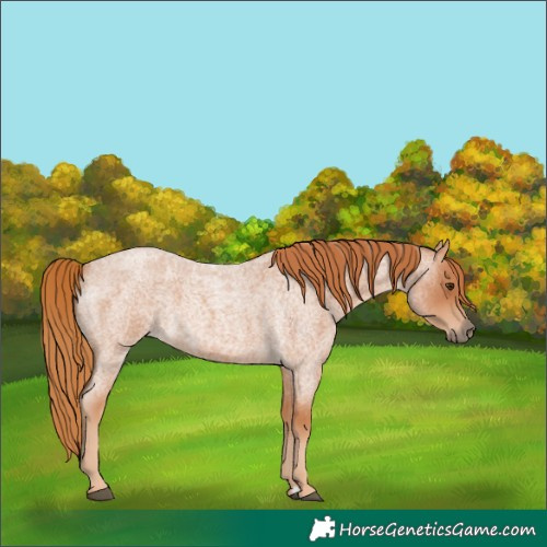 Horse Color:Red Roan Rabicano
