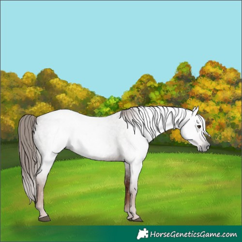 Horse Color:Gray Red Roan Rabicano