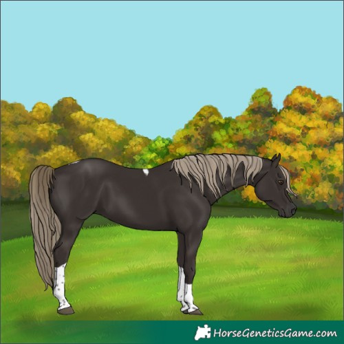 Horse Color:Liver Chestnut Tobiano