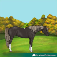 Horse Color:Liver Chestnut Tobiano 