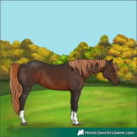 Horse Color:Liver Chestnut Tobiano 