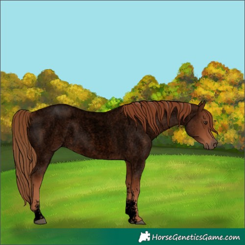 Horse Color:Void Red Roan Sabino