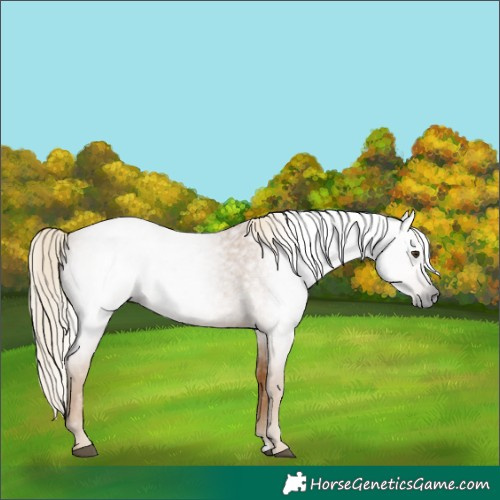 Horse Color:Gray Palomino Roan Rabicano