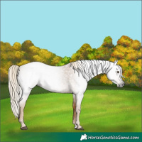 Horse Color:Gray Palomino Roan Rabicano