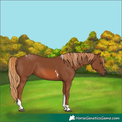 Horse Color:Chestnut Tobiano 