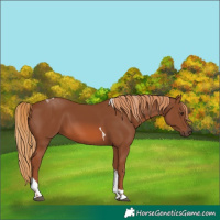 Horse Color:Chestnut Tobiano 