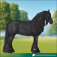 Horse Color:Black 