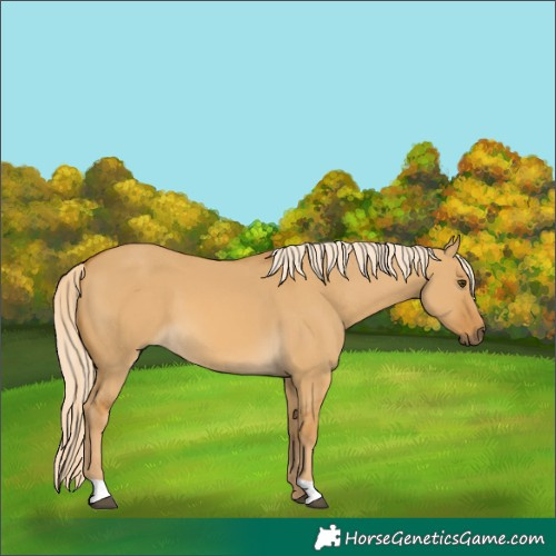 Horse Color:Palomino Dun 