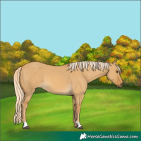 Horse Color:Palomino Dun 