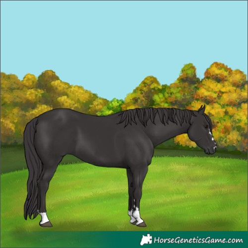 Horse Color:Smoky Black 