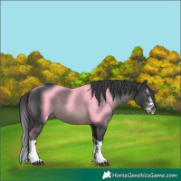 Horse Color:Black Sabino Splash