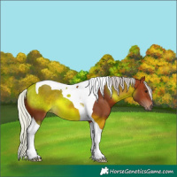 Horse Color:Silver Brown Tobiano 