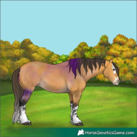 Horse Color:Buckskin Sabino Splash 